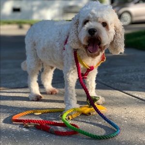 found dog harness